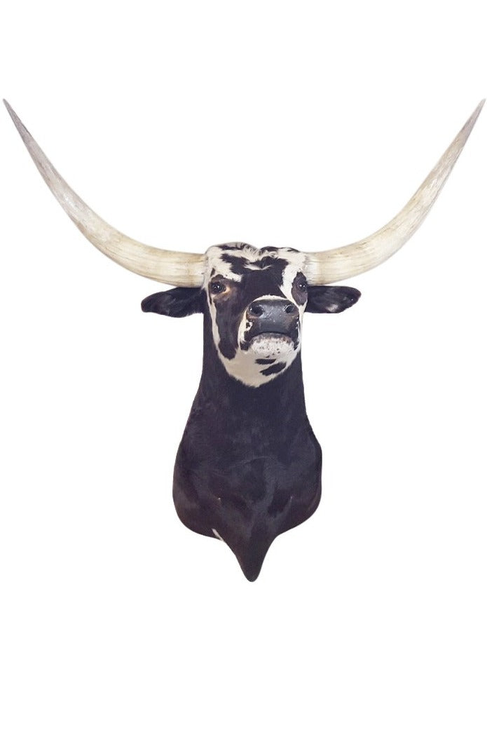 Longhorn Bull