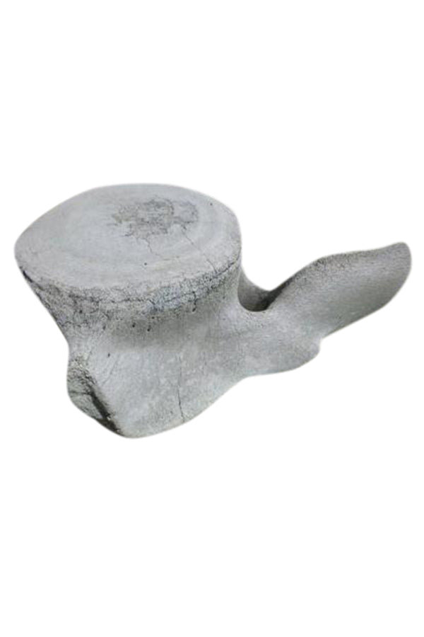 Ancient Blue Whale lumbar vertebra