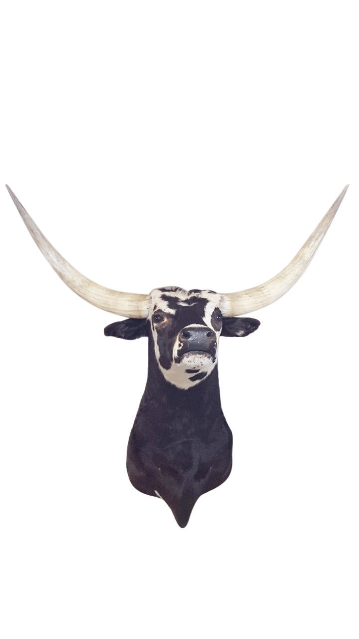 Longhorn Bull - aptiques by Authentic PreOwned