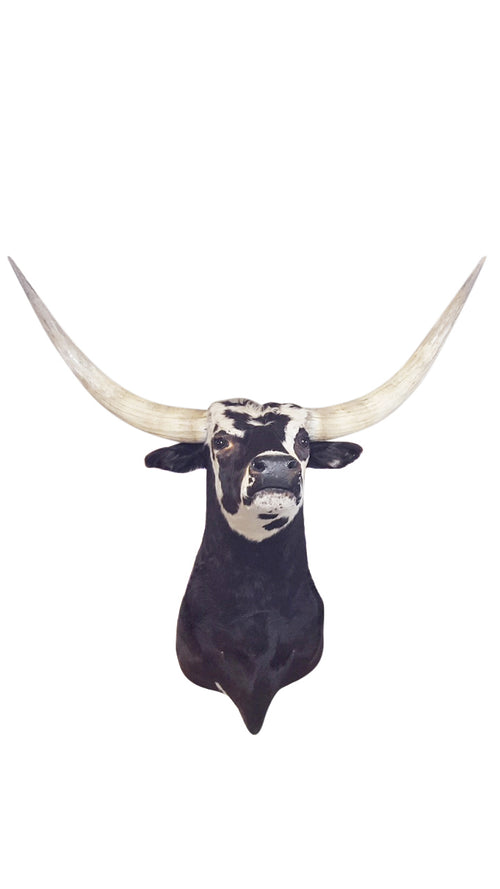 Longhorn Bull - aptiques by Authentic PreOwned
