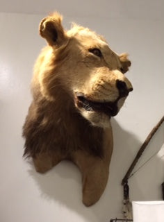 Lion Head Taxidermy - aptiques by Authentic PreOwned