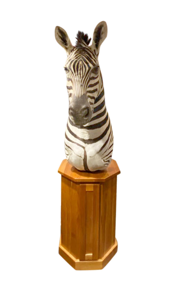Zebra Taxidermy - aptiques by Authentic PreOwned
